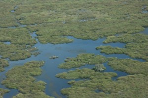 Booligal Ibis breeding Sept 12