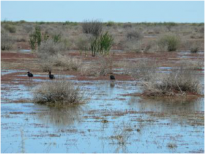 Glossy ibis, dotterels and stilts foraging at Lake Merrimajeel (3/11/11)