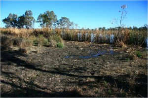Figure 3 Top of Great Cumbung Swamp at Geramy: first rise July 2013 (Paul Packard, OEH).