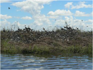Ibis breeding –Booligal 2010 (Photo: Paul Packard, OEH 2010)