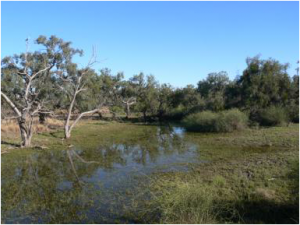 Lower end of Box Creek beginning to dry down (3/11/11)