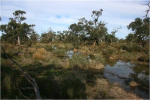 Figure 2 Lower Lachlan Swamp north-west of Lake Waljeers: flows approaching Peppermint Swamp, July 2013 (Paul Packard, OEH).