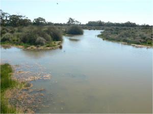 Merrimajeel Ck upstream of Alma Road bridge (1/9/11)