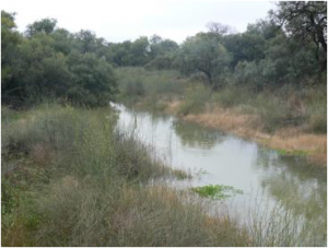 Muggabah Creek near Cobb Highway (3/11/11)