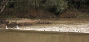 Figure 3 Pelicans watching and waiting to feed on the back of the Lower Lachlan Environmental Flow released from Lake Brewster.