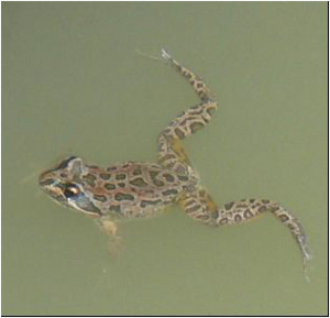 Spotted marsh frog (Limnodynastes tasmaniensis) found in the Lake Brewster outflow wetland summer 2010/11(Photo: Paul packard OEH)