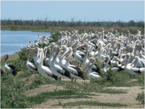 pelicans