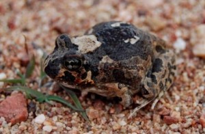Sudell’s frog (Neobatrachus sudelli) (Image: Mal Carnegie, Lake Cowal Conservation Centre)