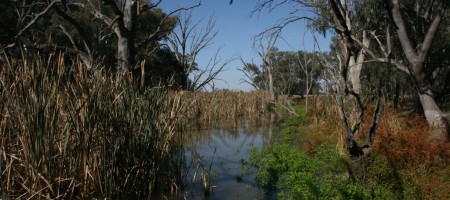 Burrawang Lagoon flow 2013