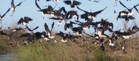 Ibis breeding event at Booligal Blockbank – 2012